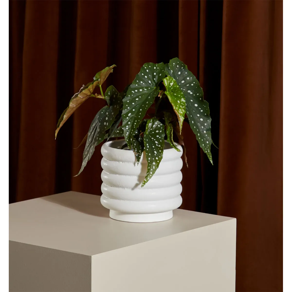 Alder Planter (Large)